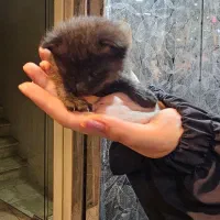 واگذاری فوری