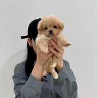 توله سگ لهاساپسو تبتی|سگ|تهران, جنتآباد جنوبی|دیوار