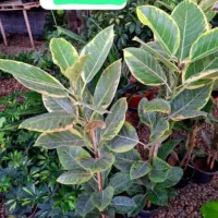 گلفروشی مهرسانا|گل و گیاه طبیعی|آبپخش, |دیوار