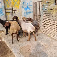 6راس گوسفند مایه کرده آبستن|حیوانات مزرعه|سیمین شهر, |دیوار