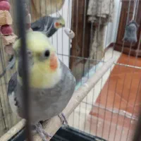 عروس هلندی|پرنده|چهاردانگه (تهران), |دیوار