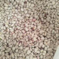 لوبیا چیتی درجه یک