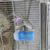 عروس هلندی نر . آلبینو