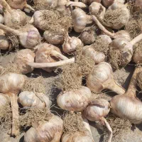 سیر محلی درجه یک