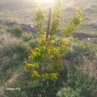 باغ|فروش خانه و ویلا|خواجه, |دیوار