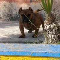 انواع نژاد سگهای وارداتی