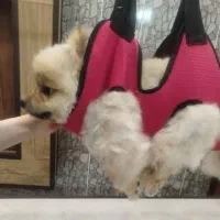 توله دوماهه