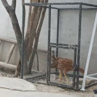 فروش یک عدد