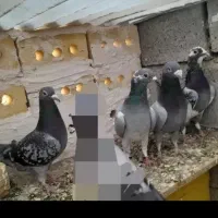 کفتر