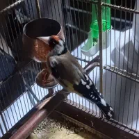سهره مس مس چهار فصل قرص