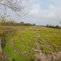 ۱۲۰۰۰mزمین کشاورزی مناسب شالیزارباغ کیوی/گلخانه|فروش دفتر صنعتی، کشاورزی، تجاری|خشکبیجار, |دیوار