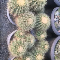 گیاهان اپارتمانی و کلکسیونی|گل و گیاه طبیعی|صفادشت, |دیوار