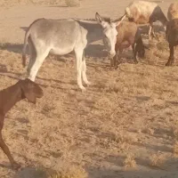 خر مناسب برای بیابان|حیوانات مزرعه|سبزوار, ابارش|دیوار