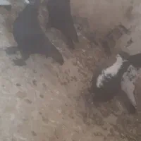 رسمی .کلاغ گوک