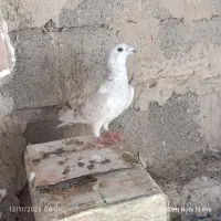 نر  سوسکی سرخ  چشم سیاه