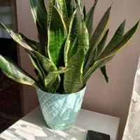 گل سانسوریا