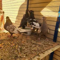 کبوتر سینه ای|پرنده|فولادشهر, باغشاد|دیوار