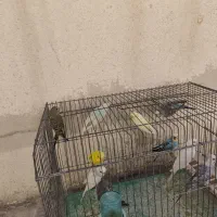 فروش تعدادی مرغ عشق|پرنده|کازرون, |دیوار