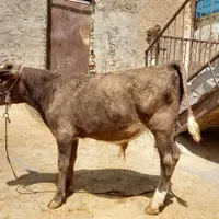 گوساله نر شاروله|حیوانات مزرعه|کرمانشاه, |دیوار