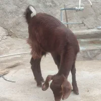 فروش کهره در خونه