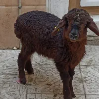 1رئس بره ماده و1رئس بزغاله سالم سرحال