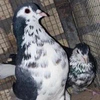 سینه هفرنگ جونه