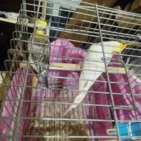 عروس هلندی|پرنده|شیراز, کوشک میدان|دیوار