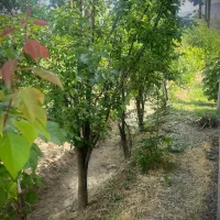 فروش باغ|فروش زمین و ملک کلنگی|انزل, |دیوار