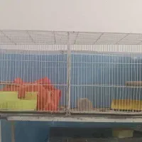 یک قفس  جوجه پران نو 450