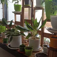 استند گل و پایه گلدان با چوب ترمو طبیعی ضد آب
