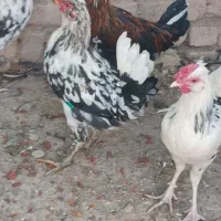 5عدد خروس گلین اصیل|حیوانات مزرعه|گل تپه, |دیوار