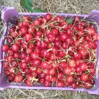 گیلاس باغ تک دانه