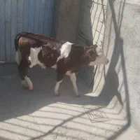 گوساله ماده شیری سیمینتال
