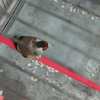 سهره معاوضه با سهره قناری بخون|پرنده|بروجرد, |دیوار