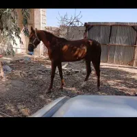 فروش مادیان عرب  باتخیف ویژه به مشتری واقعی