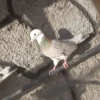 کبوتر