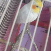عروس هلندی سخنگو