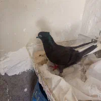 معامله