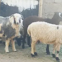 ۲عدد بره نره و ۳ عدد کاور اوست