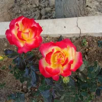 خدمات تخصصی کشاورزی