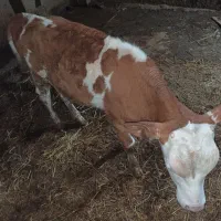 سیمنتال‌اصیل