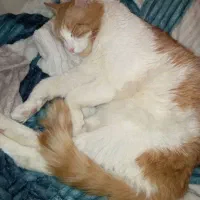 واگذاری گربه|گربه|رشت, دروازه لاکان|دیوار