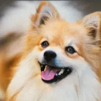 فروش پامر روباحی