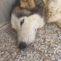 هاسکی نر ۲ ساله