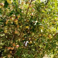 مشارکتی باغ|اجارهٔ دفتر صنعتی، کشاورزی، تجاری|موچش, |دیوار