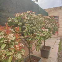 درختچه و گیاهان فضای سبز