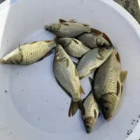 کپور کوهان دار طلای برای پرورش در استخرهای کشاورز