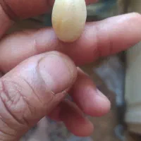 سنگگ اصل|جواهرات|بجنورد, |دیوار