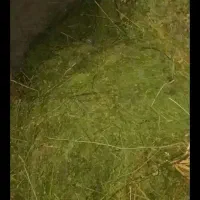 علوفه یونجه پیشه دورا