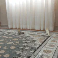 عروس هلندی جفت نر ماده نر لوتینو ماده اهویی|پرنده|تهران, افسریه جنوبی|دیوار